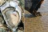 Disease setback for Carnarvon oyster farm